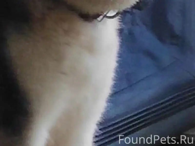 Орел ! Пропала собака хаски че...