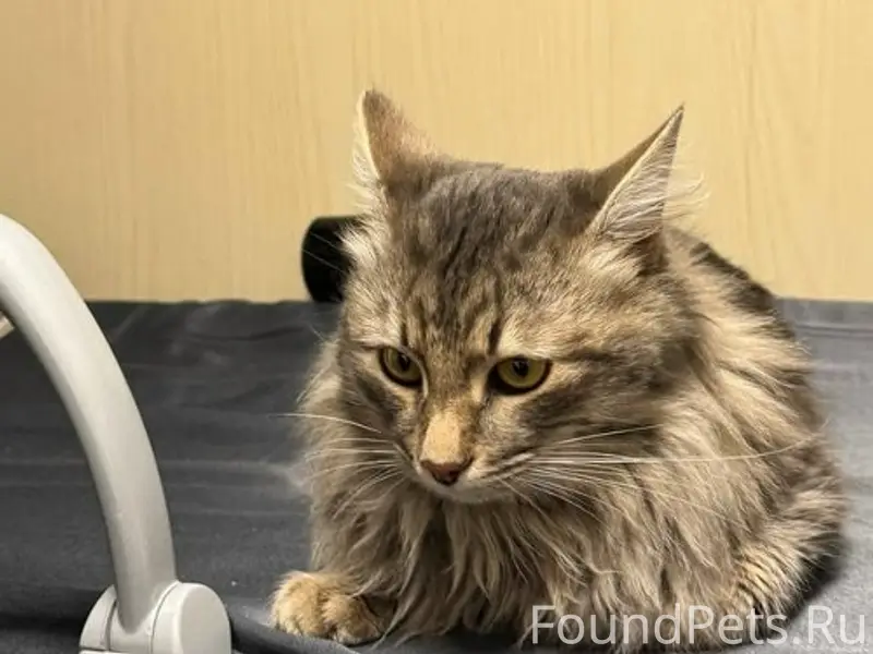 Девять дней сидел в кустах, в....