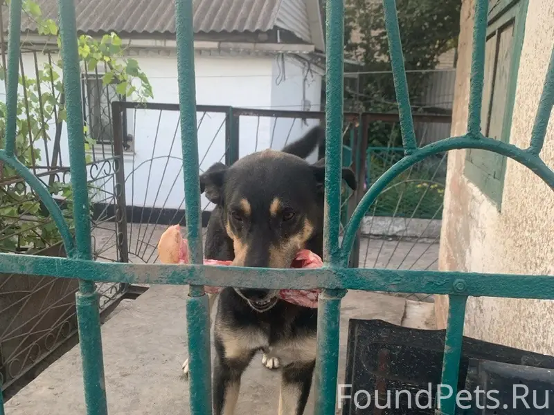 Енакиево 🚨🚨🚨 Сбежала со двора ...