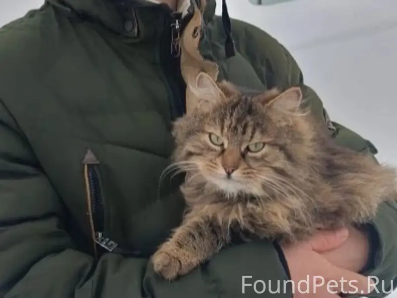 Пропал кот в с. Поляны, в...