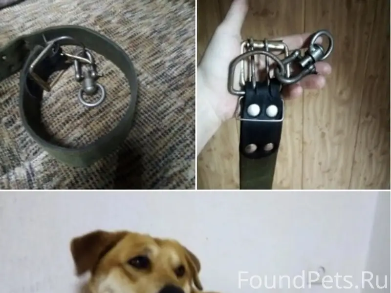 Найдена собака напротив Пионер...