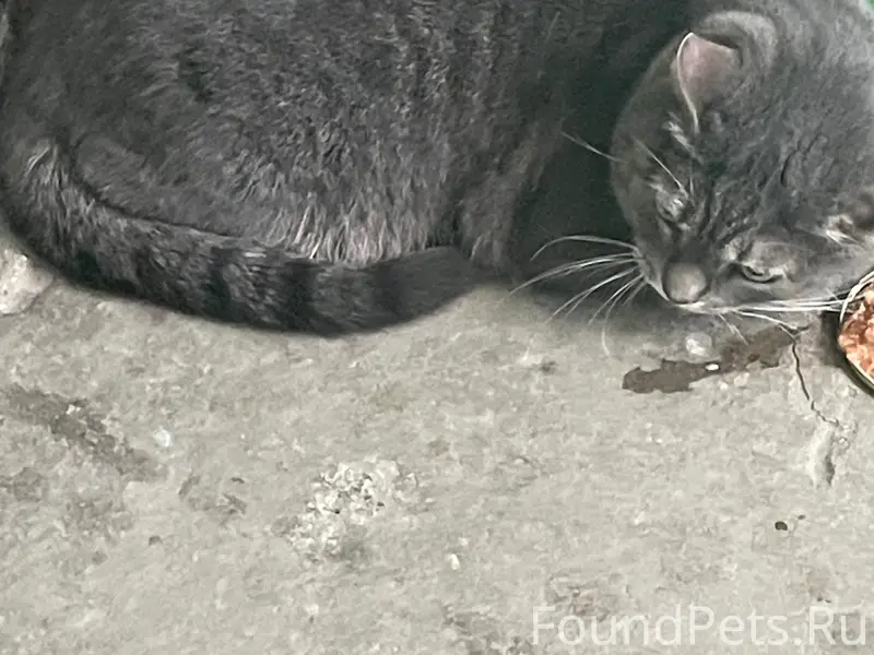 Хозяин, найдись! Чей кот? Дом ...