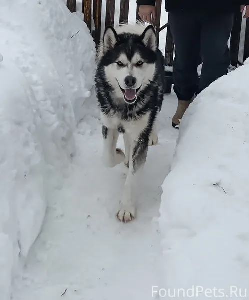 Собака бегает на аэродроме и н...