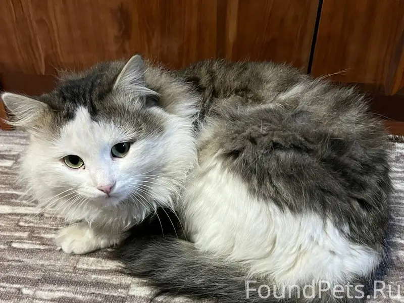 🐾❗ Пропал кот в селе Приволжск...