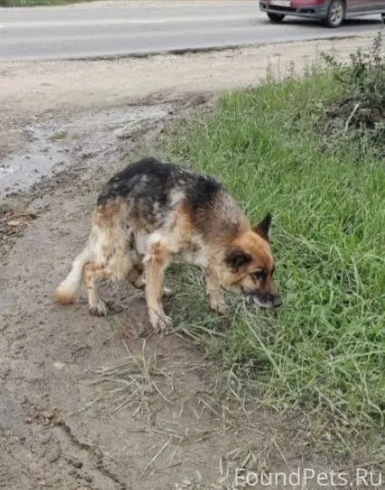 Найдена собака. В сентябре 202...