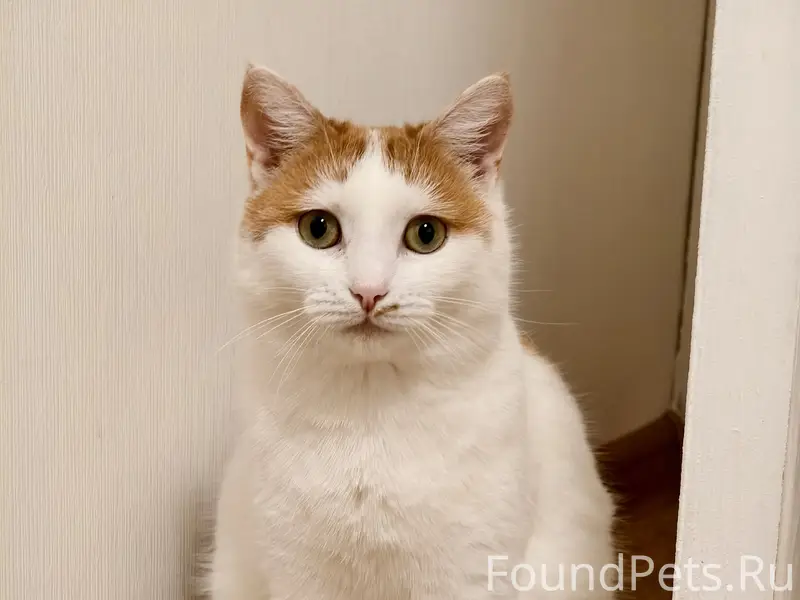 🆘 ПРОПАЛА КОШКА 12 февраля убе...