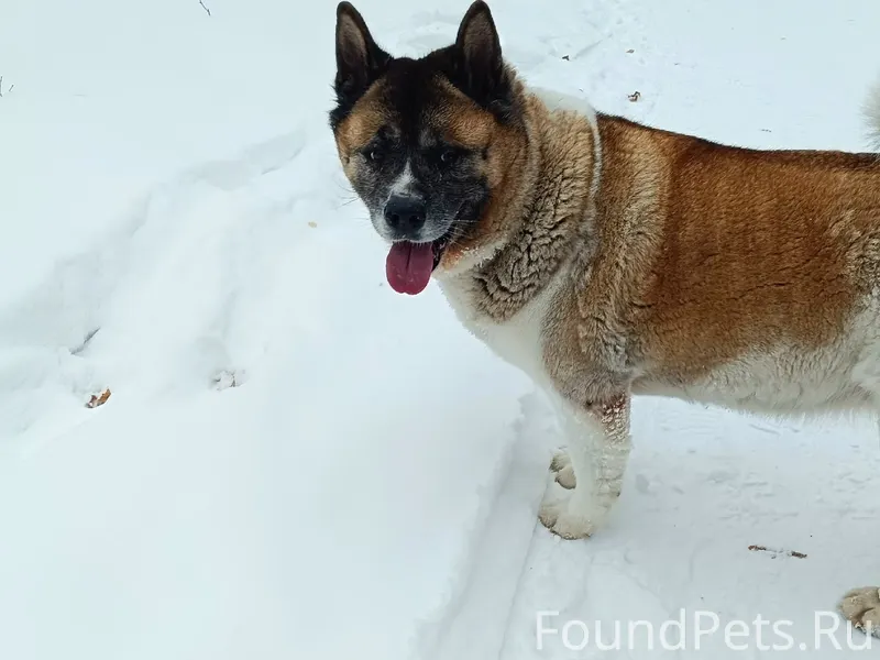 В лесу напротив 11 кв, район.....