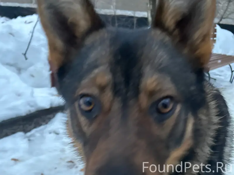 Потерялся собака в Ступино ище...