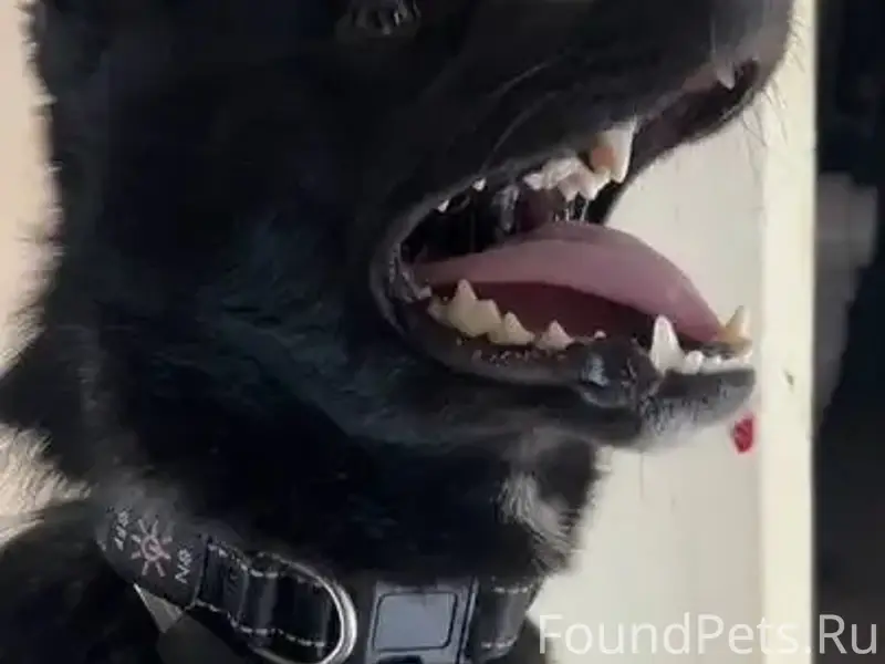 НАЙДЕНА СОБАКА Чёрный кобель с...