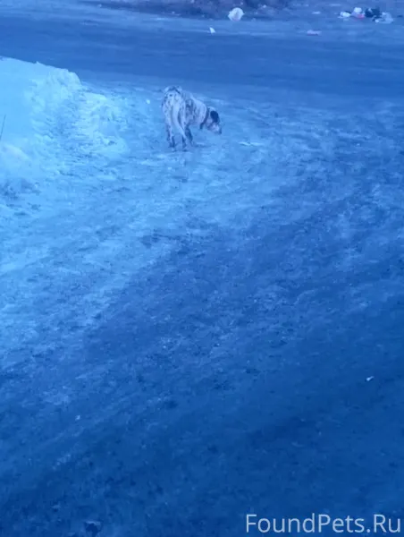 Найдена собака в Дальнем Куйбы...