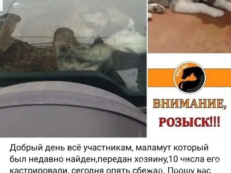 Здравствуйте. Маламут из поста...