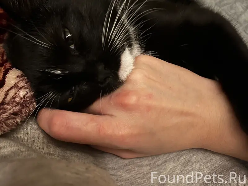 Пропала кошка в районе Никитин...