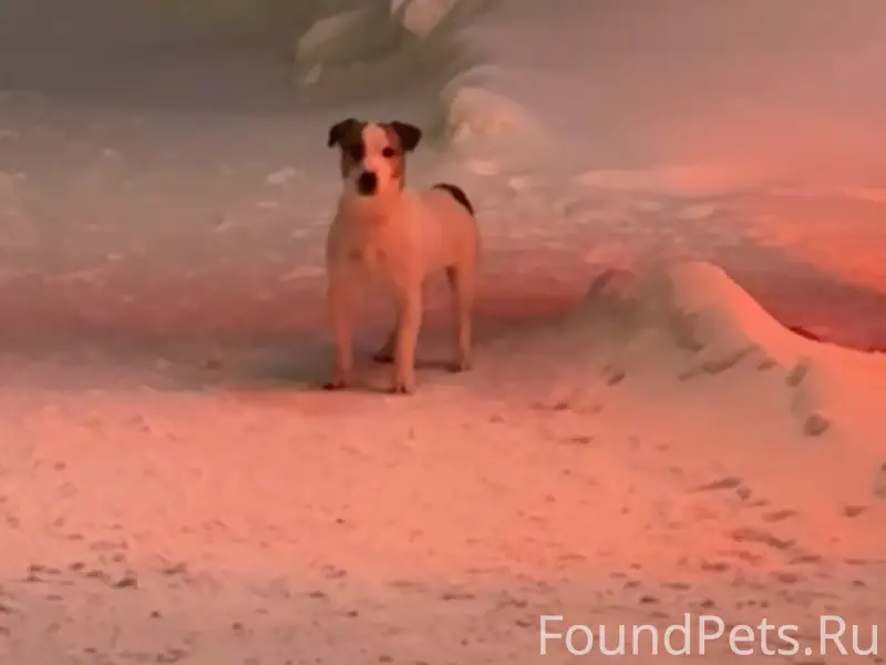 В районе аптеки найдена собака...