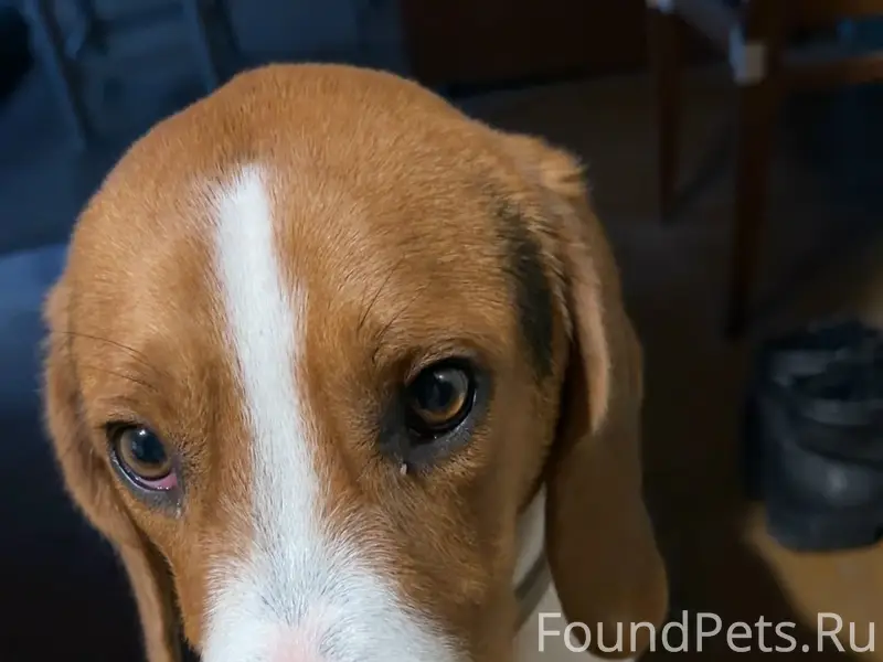 Найдена собака породы гончая с...