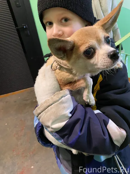 Срочно, чья собака, бегает у 1...