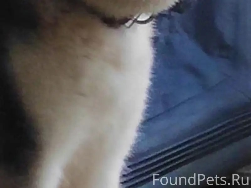 Пропала собака хаски черно-бел...