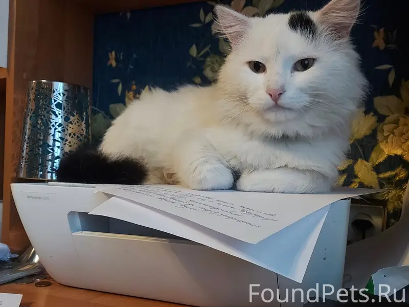 ‼️Пропал кот по кличке " Кокос...