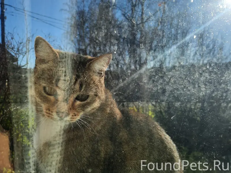 Пропала кошка, кличка Муся! Жи...