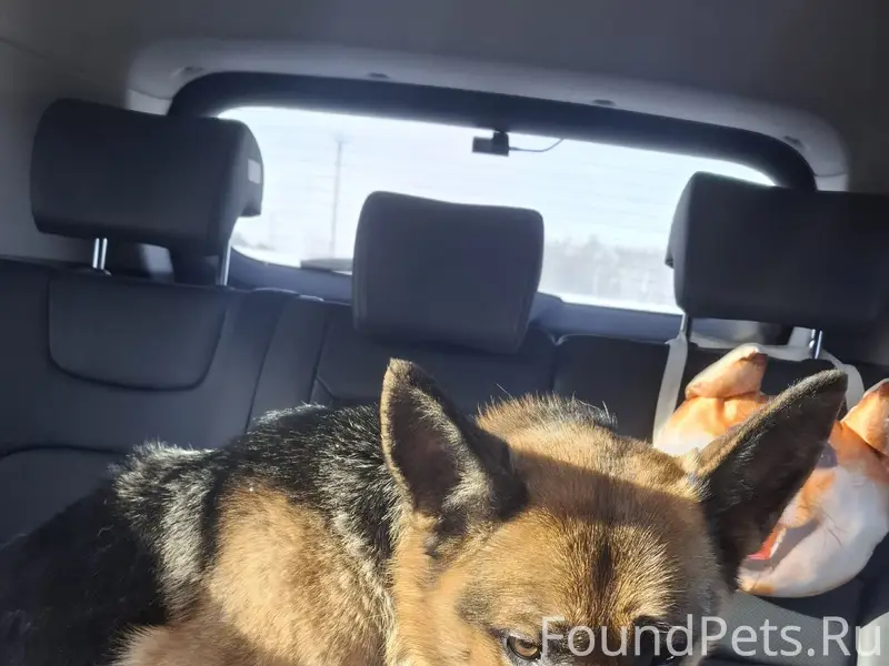 В Зоркальцево найдена собака. ...