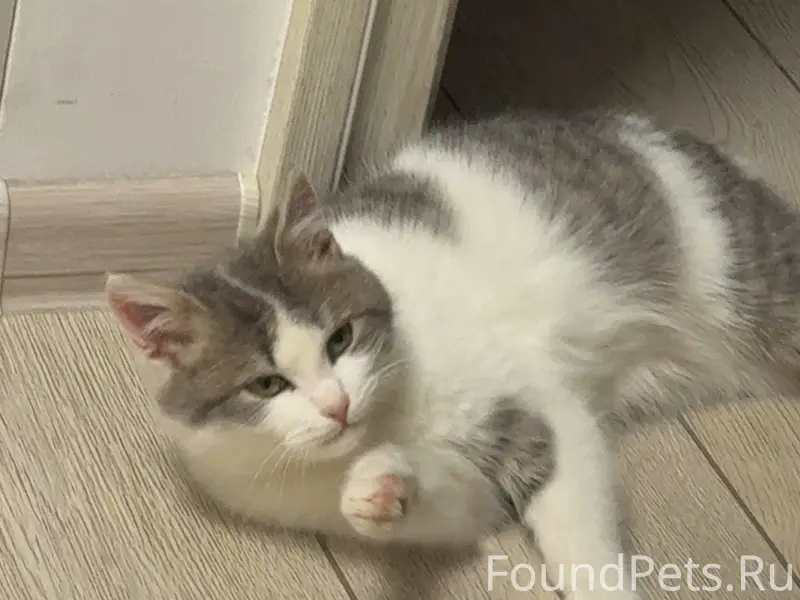 Пропал серо-белый котенок, на ...