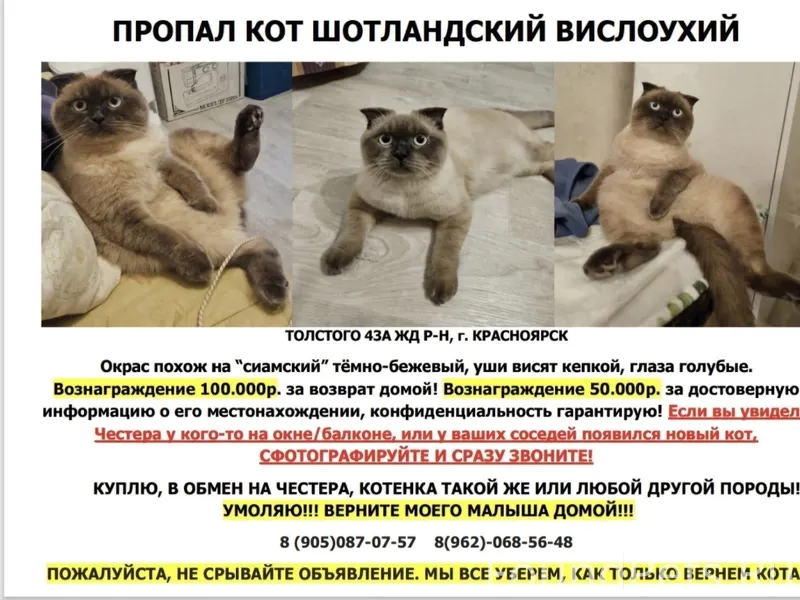 Пропал любимый котёнок Честер,...