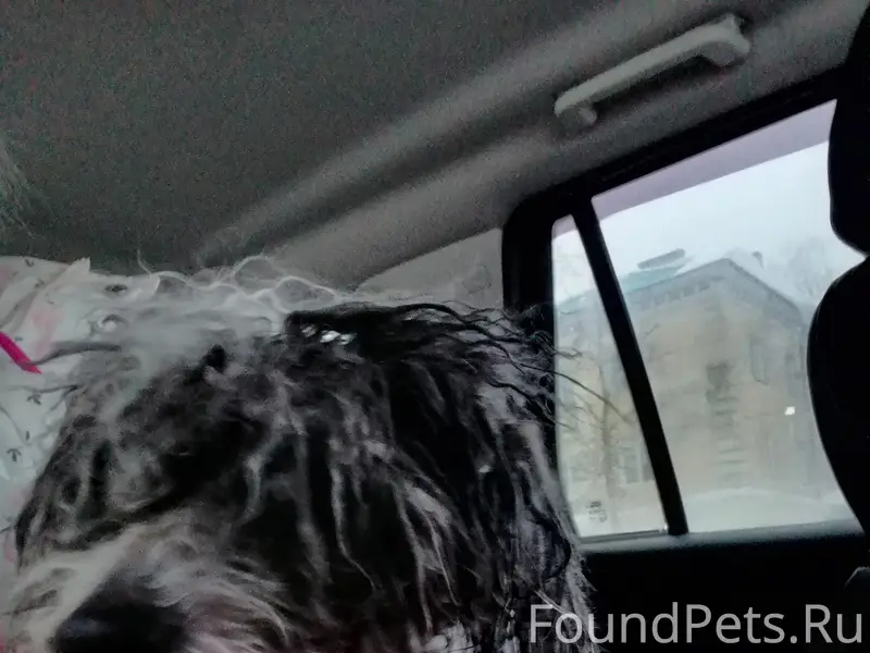 🆘🆘🆘🆘🆘🆘 НАЙДЕНА СОБАКА ИЩЕМ ХОЗ...