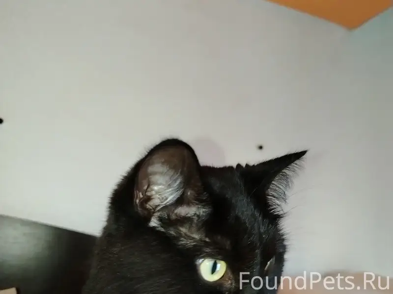 Мурманск. Кто потерял? https:/...