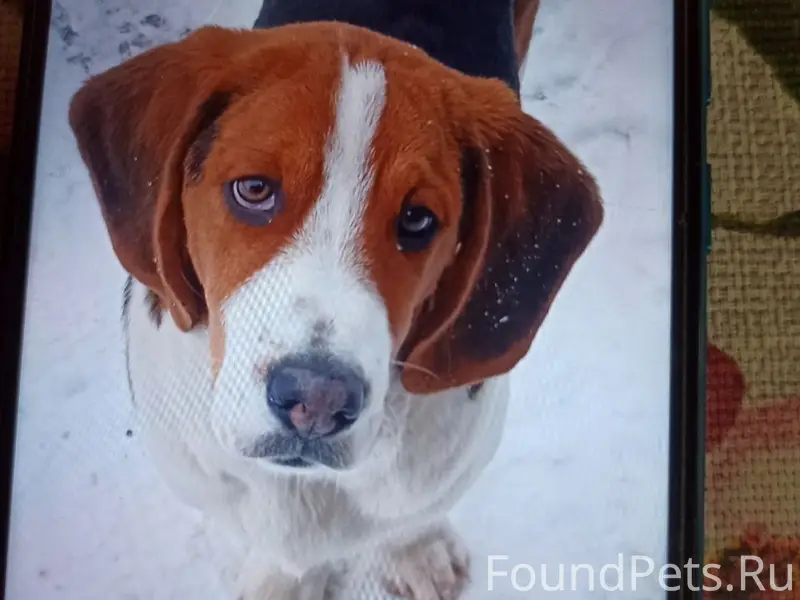 Потерялся щенок эстонской гонч...