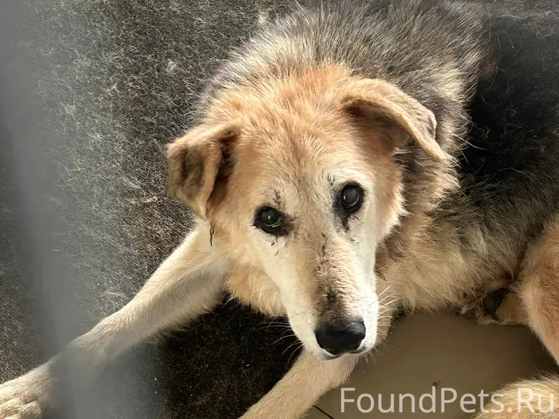 Наши собаки после пожара. Все ...