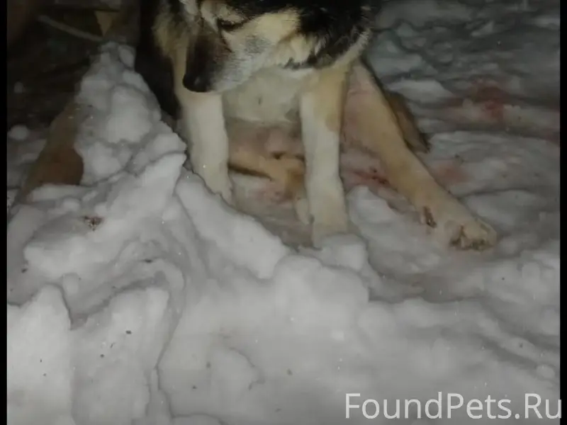 Найдена собака в Сылвенске по ...