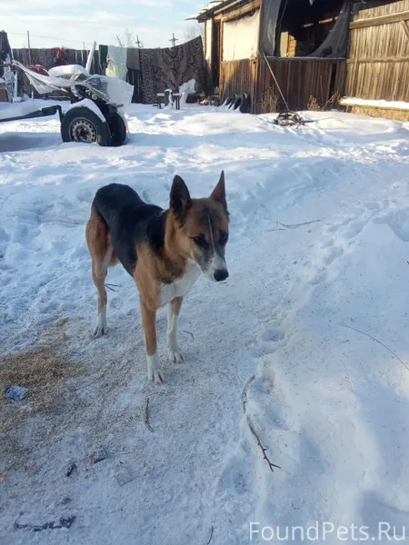 Потерялася собака ошейник крас...