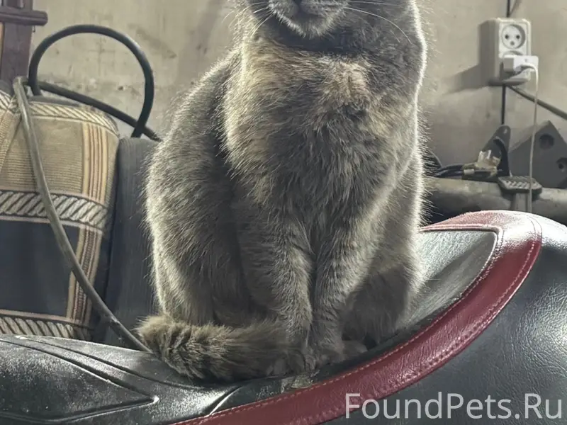 Пропала кошка по кличке (Мышь)...