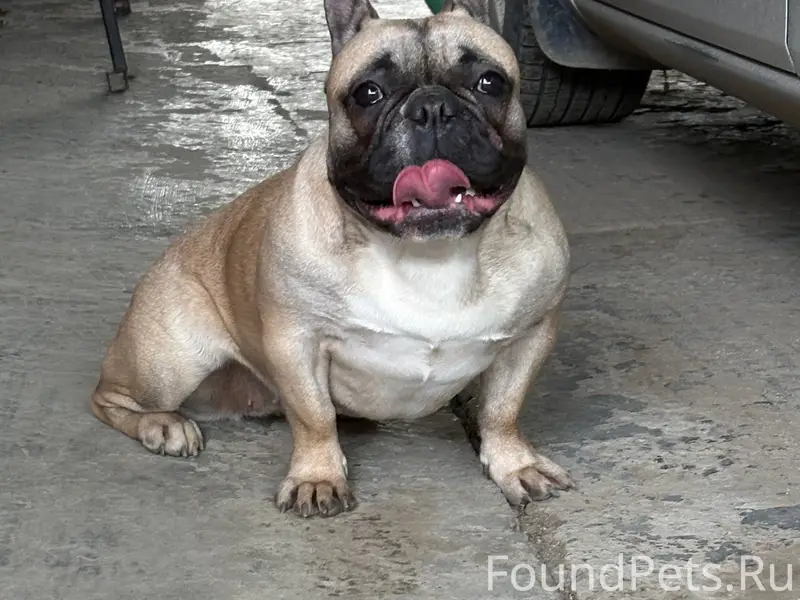 Была найдена собака на перекре...