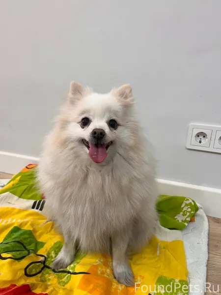 Найден белый Шпиц (девочка) В ...