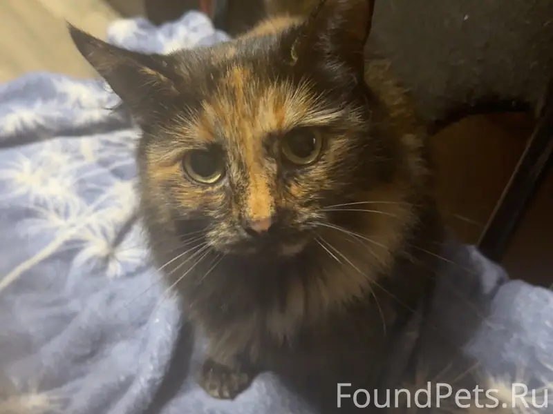 Пропала кошка Откликается на к...