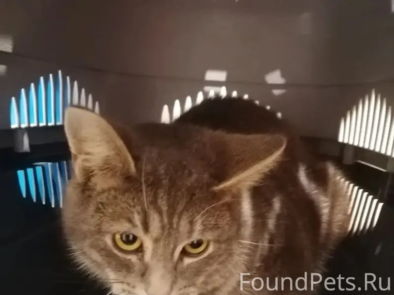 НАЙДЕН КОТ! На Нагорной у перв...