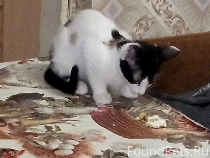 Пропал кот во 2 мкр, предполож...