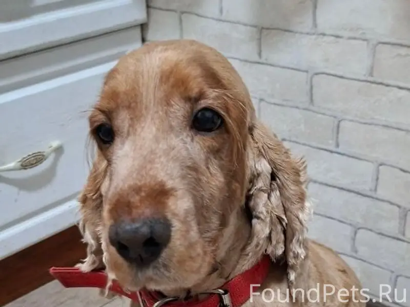 ‼️ПОТЕРЯЛАСЬ СОБАКА ‼️ Английс...