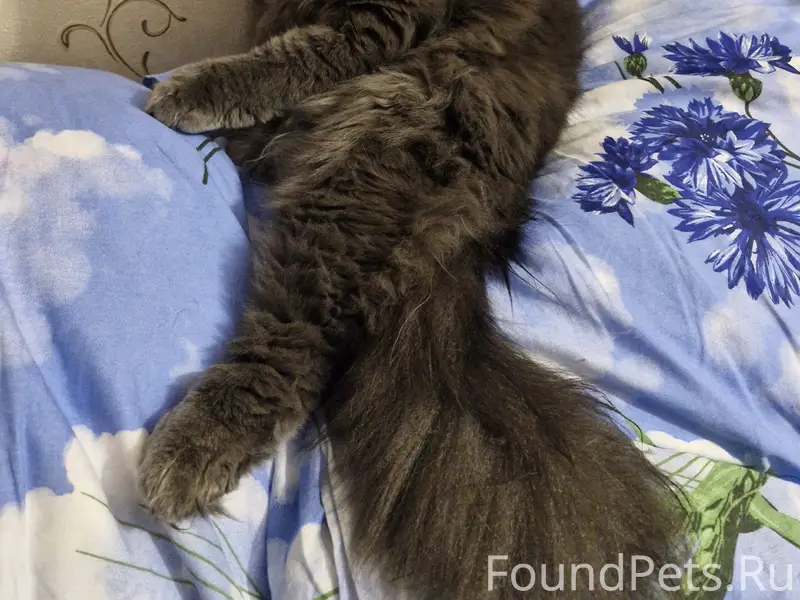 Пропал кот,выпал из окна 1...