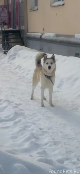Собакен бегает один в районе с...