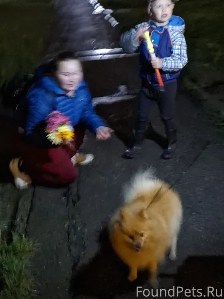 Пропала собака. В районе холмо...