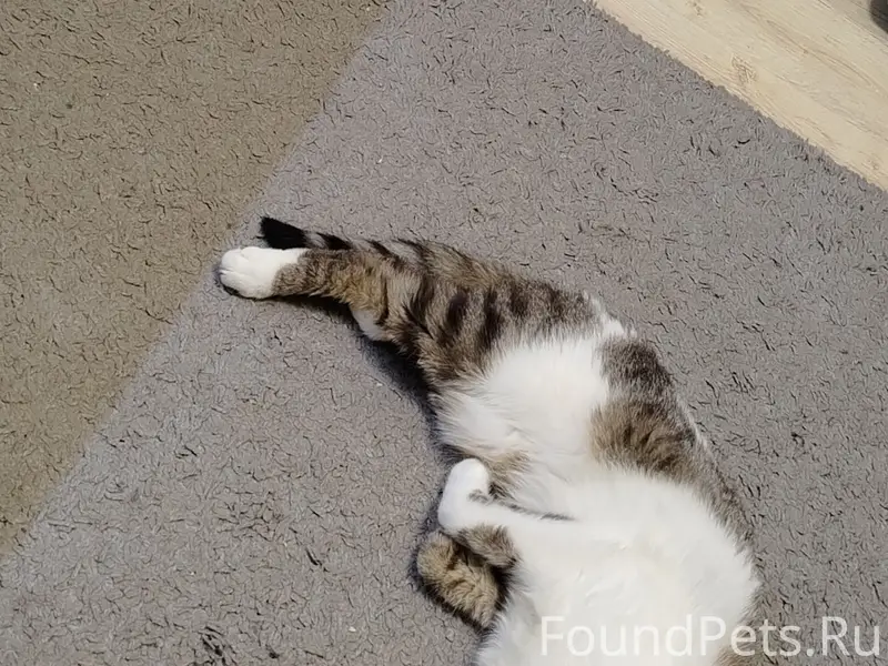 Пропал кот 12 февраля в ст...