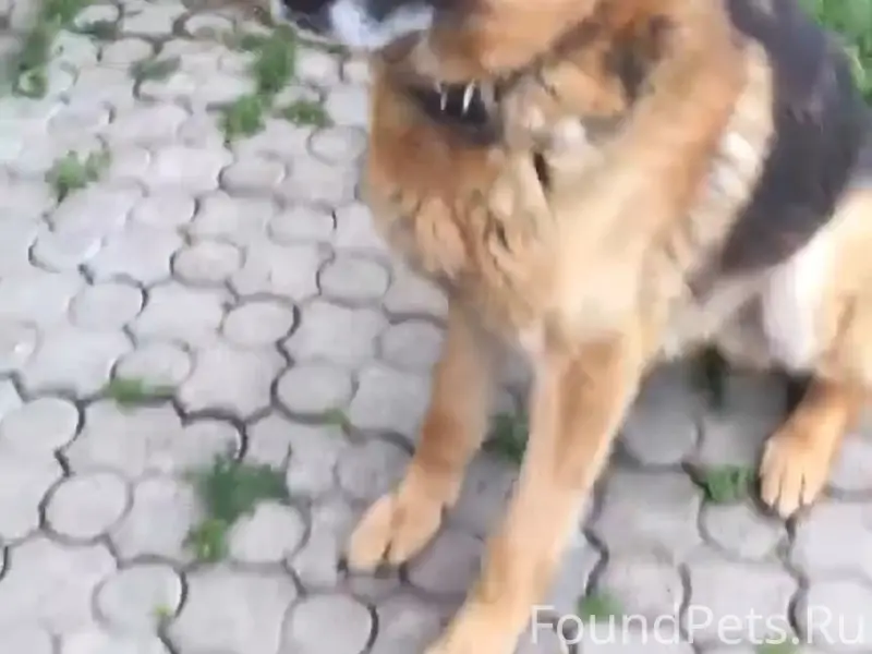 Потерялась собака (овчарка) в ...