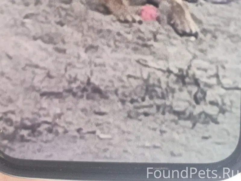 Пропала собака немецкая овчарк...