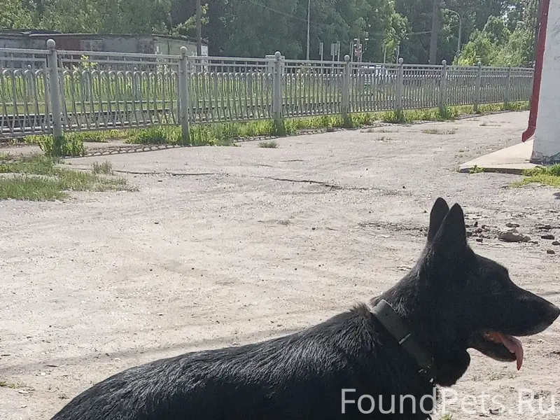 Просим помощи! С Кобрино в лес...