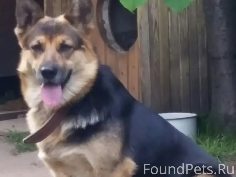 Пропала собака девочка, очень ...