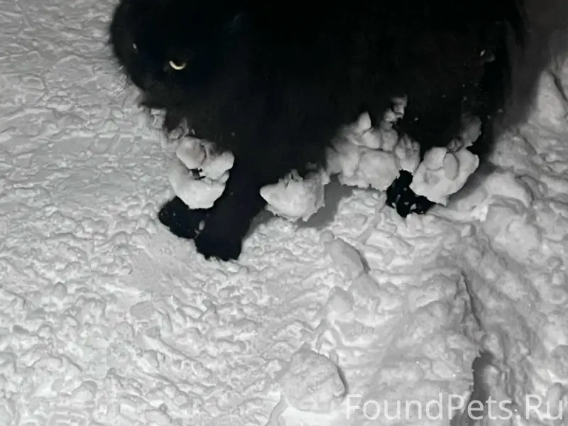 🆘🆘🆘🆘🆘🆘🆘 Чей котик ⁉️ Вчера веч...