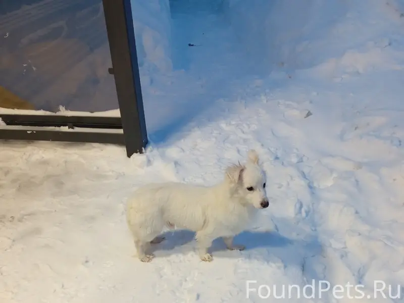 ХОЗЯЕВА, НАЙДИТЕСЬ!!❗❗ Сегодня...