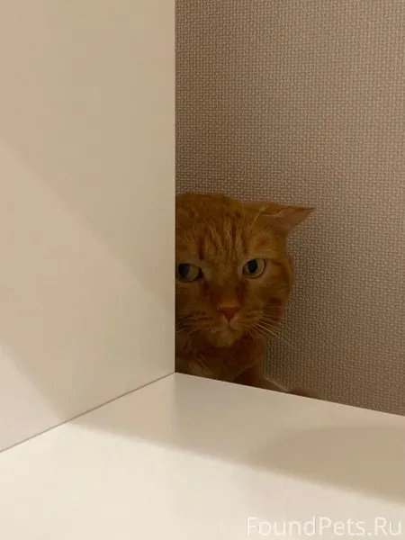 🐈 Марсик Очень тихий, спокойны...