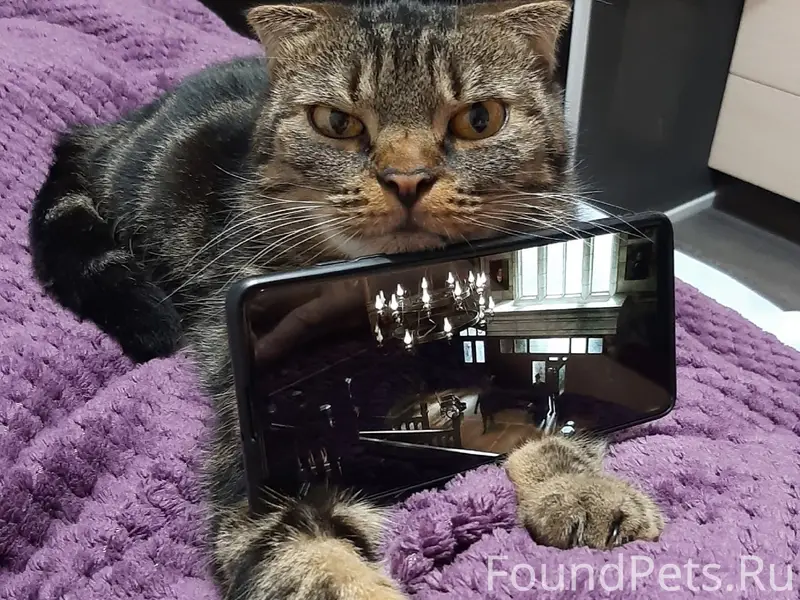 Пропал кот. Кот домашний, на у...